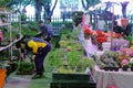Elderly chose ornamental plant in flower market of taipei city
