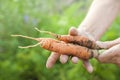 Elderly close-up hands hold young carrots with tops and earth. The concept of organic carrot products and copy space