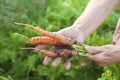 Elderly close-up hands hold young carrots with tops and earth. The concept of organic carrot products and copy space