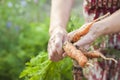 Elderly close-up hands hold young carrots with tops and earth. The concept of organic carrot products and copy space