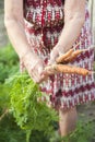 Elderly close-up hands hold young carrots with tops and earth. The concept of organic carrot products and copy space