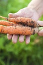 Elderly close-up hands hold young carrots with tops and earth. The concept of organic carrot products and copy space