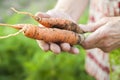 Elderly close-up hands hold young carrots with tops and earth. The concept of organic carrot products and copy space