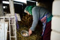 The elderly countrywoman gathers eggs in a hen house.