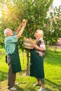 Elderly couple picking apples. Royalty Free Stock Photo