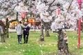 Elderly couple wander in `Hanami` or Sakura, Cherry blossom fest