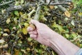 Elderly farmer grandfather hand pulls out of a heap a cut branch