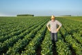 Proud senior farmer standing in soy field surveying land Royalty Free Stock Photo
