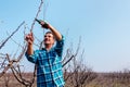 elderly Farmer pruning tree in orchard with secateurs. Senior man working in his orchard Royalty Free Stock Photo