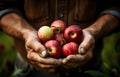 elderly farmer\'s hands picking apples over blurred garden background