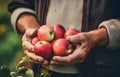 elderly farmer\'s hands picking apples over blurred garden background