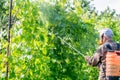 Elderly farmer spraying vineyar