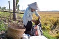 Elderly female farmer collecting paddy