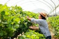 Elderly female farmer holding a basket of strawberries picking crops in a plantation farm. Royalty Free Stock Photo