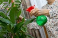 Elderly female hands spraying a plant with pure water from a bottle Royalty Free Stock Photo