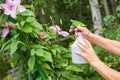 Elderly female hands taking care of plants, spraying a plant with pure water from a bottle Royalty Free Stock Photo