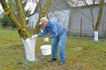 The elderly gardener bleaches an apple-tree trunk. Spring works in a garden Royalty Free Stock Photo