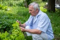 An elderly Gardener in light blue, amidst lush greenery, lettuce, embodies retirement hobbies and organic farming