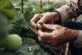 elderly gardener picks cucumbers in his greenhouse generative ai