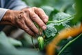 elderly gardener picks cucumbers in his greenhouse generative ai