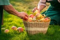 Elderly hands and apple basket. Royalty Free Stock Photo