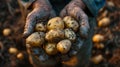 Elderly hands holding freshly harvested potatoes in soil. Royalty Free Stock Photo