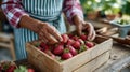 Elderly hands sorting fresh strawberries in a wooden box. Royalty Free Stock Photo