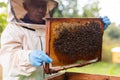 Elderly hiver standing beside hive with hive frame in hands