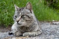 An elderly homeless cat rests lying on the sidewalk against the background of green grass on a hot day