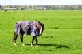 Elderly horse with a blanket is retired after a long life of hard working