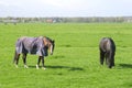 Elderly pensioned labor horses are relaxing in Dutch polder,Holland Royalty Free Stock Photo