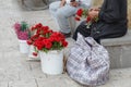 Elderly lady sells white roses to tourists on walking street Royalty Free Stock Photo