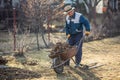 An elderly male farmer cleans the garden after digging up an old fruit tree, weighing the roots on a wheelbarrow Royalty Free Stock Photo