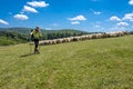 Elderly male hiker walking through a pasture with sheep Royalty Free Stock Photo