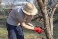 Elderly male in a straw hat cuts branches of an apple tree with a pruner in the garden Royalty Free Stock Photo