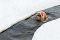 Elderly man bathes in ice hole in winter Royalty Free Stock Photo