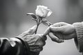 Elderly man giving rose to his wife. Closeup of hands and flower. Generative Ai