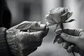 Elderly man giving rose to his wife. Closeup of hands and flower. Generative Ai