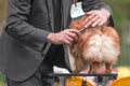 Elderly man in a gray suit combing a Pomeranian on a grooming table during a dog show Royalty Free Stock Photo