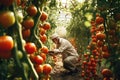 An elderly man in a greenhouse among red tomatoes hanging from branches. Generative AI