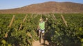 An elderly man greets the drone which picks it up while riding a bicycle in the middle of a vineyard. Excursion for healthy