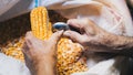 Elderly man hands unwrapping yellow corn kernels with spoon and prying them from pods. Animal feed