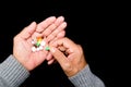 An elderly man holds many colored pills in old hands on a dark background. Painful old age. Health care for the elderly.  The View Royalty Free Stock Photo