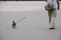 An elderly man leads small dog on a leash Royalty Free Stock Photo