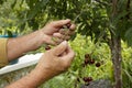 An elderly man picking cherry in the rural garden