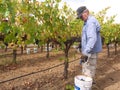 Elderly man picking grapes in vineyard