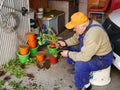 Elderly man plants geranium seedling in pots
