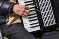 An elderly man plays the accordion. close-up musician playing the accordion on the street Royalty Free Stock Photo