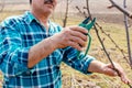 elderly man with pruning shears cutting twig of apple tree. Senior male working in his orchard. Royalty Free Stock Photo