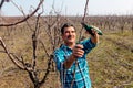 elderly man with pruning shears cutting twig of apple tree. Senior male working in his orchard. Royalty Free Stock Photo